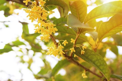 桂花禁忌|桂花(木犀花、木犀、巖桂、九里香、桂)